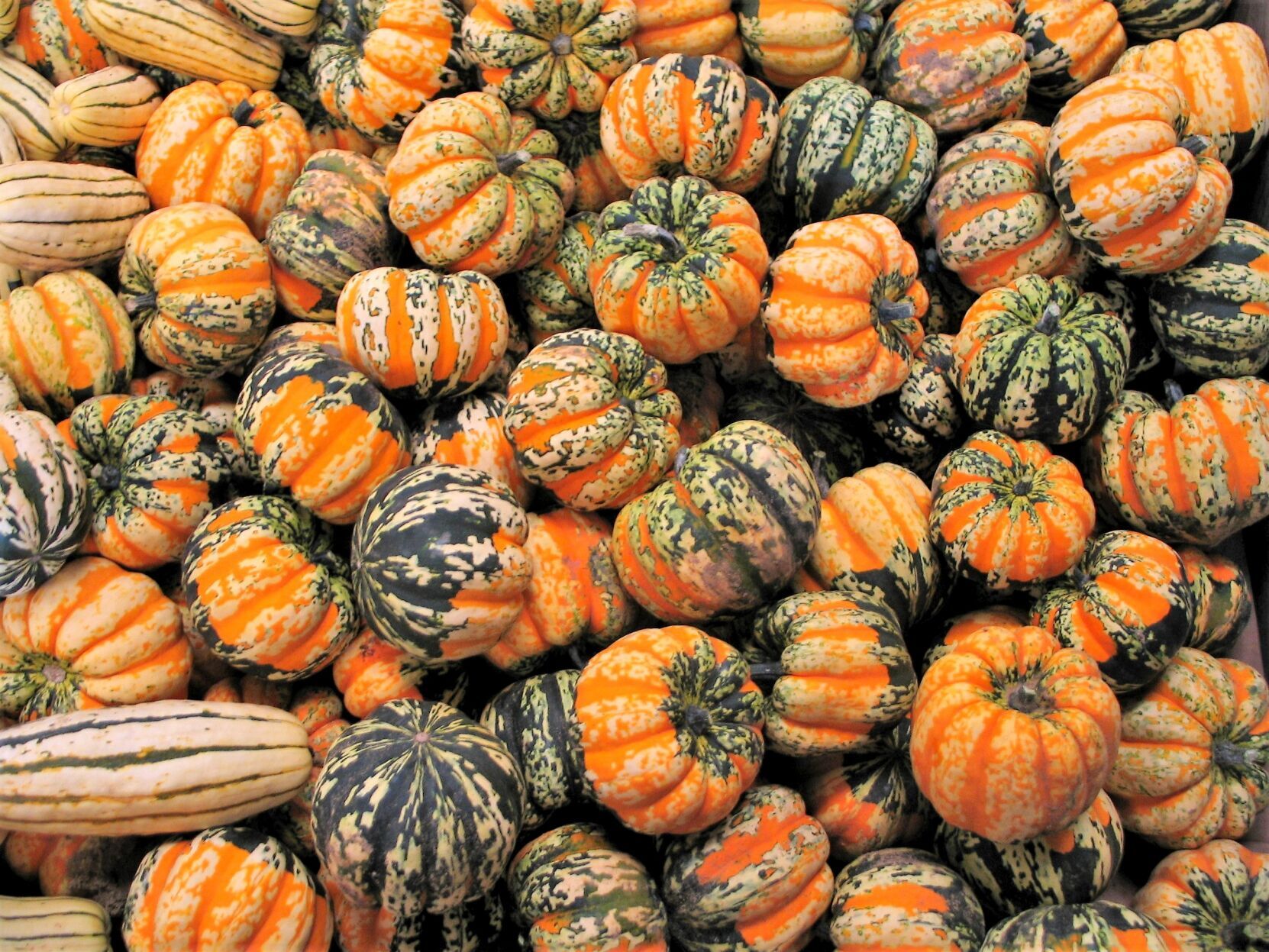 squash uvm extension photo